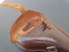 ÉTUI / HOLSTER RÉGLEMENTAIRE DE P08 LUGER 14-18 ORIGINAL WW1 1915 SUPERBE